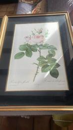 Kader rozen Rosier du pont/ des parfumeurs., Huis en Inrichting, Ophalen, Minder dan 50 cm, Gebruikt, 50 tot 75 cm
