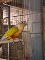 Pyrrhura suncheek, Dieren en Toebehoren, Vogels | Parkieten en Papegaaien, Mannelijk, Parkiet, Geringd
