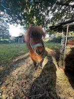 Een bruine schetland pony, Dieren en Toebehoren, Pony's, M, Hengst, A pony (tot 1.17m), 7 tot 10 jaar