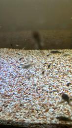 Ruitekuisers jongen, Dieren en Toebehoren, Vissen | Aquariumvissen, Vis