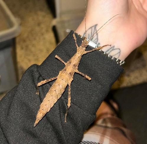 Eitjes sungaya aeta, Dieren en Toebehoren, Insecten en Spinnen, Wandelende tak