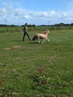 shetlander hengst, palomino bont, Dieren en Toebehoren, Pony's, Gechipt, Niet van toepassing, Hengst, A pony (tot 1.17m)