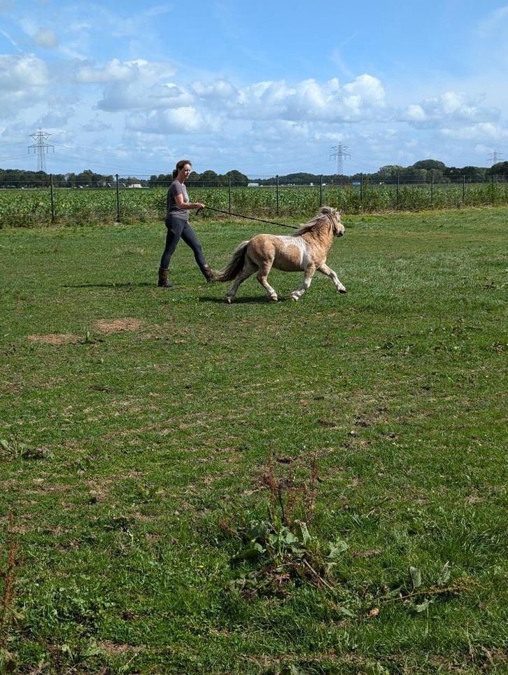 shetlander hengst, palomino bont, Dieren en Toebehoren, Pony's, Hengst, Niet van toepassing, A pony (tot 1.17m), Recreatiepony