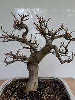 Bonsai Shohin Carpinus, Enlèvement