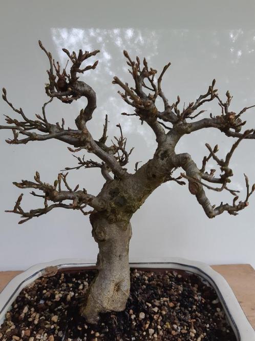 Bonsai Shohin Carpinus, Jardin & Terrasse, Plantes | Arbres, Enlèvement