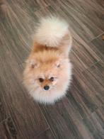 Spitz teef gezocht voor dekking door prachtige reu spitz, Enlèvement