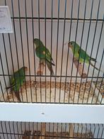 Swift parkiet, Dieren en Toebehoren, Vogels | Parkieten en Papegaaien, Mannelijk, Parkiet, Geringd