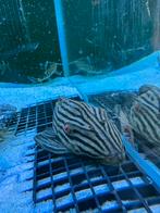 Panaque nigrolineatus  rond 18 cm, Poisson