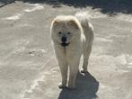 Chow Chow reu te koop - pups, Dieren en Toebehoren, 15 weken tot 1 jaar, Buitenland, CDV (hondenziekte), Eén hond