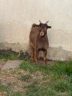 Chocotan bokje – 4 maanden oud, Dieren en Toebehoren, Schapen, Geiten en Varkens, Mannelijk, Geit, 0 tot 2 jaar