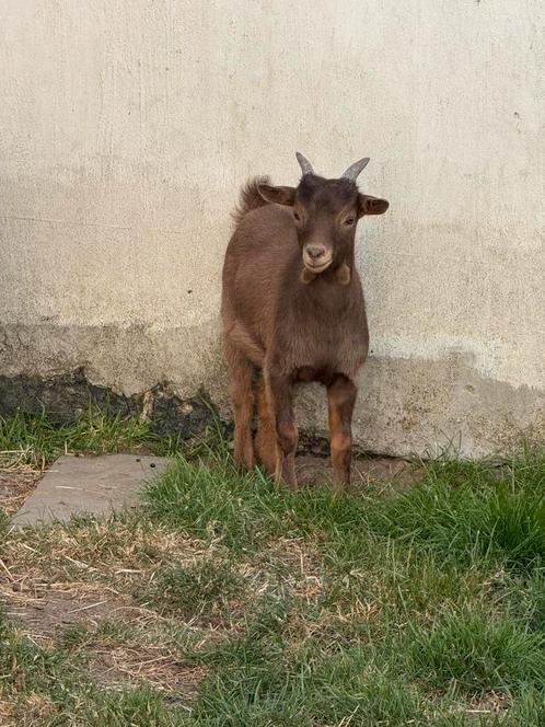 Chocotan bokje – 4 maanden oud, Dieren en Toebehoren, Schapen, Geiten en Varkens, Geit, Mannelijk, 0 tot 2 jaar