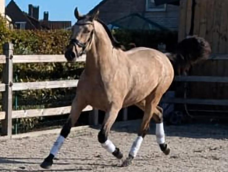 Pre  Andalusiër ruin valk, Dieren en Toebehoren, Paarden, Ruin, Zadelmak