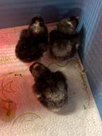 3 kuikens mechelse koekoek, gaan samen weg, Dieren en Toebehoren