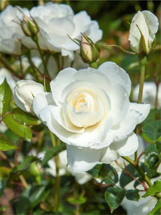 Rosa Sneeuwwitje- witte, geurende roos, Tuin en Terras, Planten | Tuinplanten, Vaste plant, Overige soorten, Volle zon, Zomer
