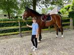 Verzorg paard, Dieren en Toebehoren, Paarden, Meerdere dieren, Springpaard, Gechipt