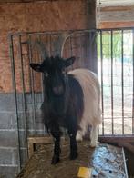 Walliser geiten bok 1,5  jaar oud, Dieren en Toebehoren, Schapen, Geiten en Varkens, Mannelijk, Geit, 0 tot 2 jaar