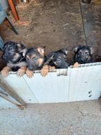 Duitse herder pups, Dieren en Toebehoren, Honden | Herdershonden en Veedrijvers, België, Fokker | Hobbymatig, CDV (hondenziekte)