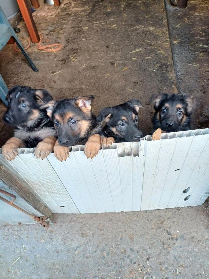 Duitse herder pups, Dieren en Toebehoren, Honden | Herdershonden en Veedrijvers, Meerdere dieren, Herder, Fokker | Hobbymatig