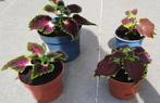 Stekken siernetel, framboos, arthirium, Huis en Inrichting, Kamerplanten, Ophalen