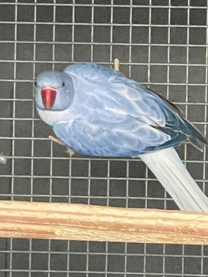 Halsbandparkiet, Dieren en Toebehoren, Vogels | Parkieten en Papegaaien