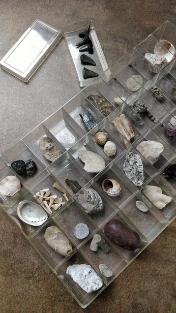 Curiosa doos met oa fossielen, haaientanden en schelpen beschikbaar voor biedingen
