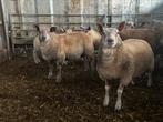 Bokken en ooien, Mannelijk, Schaap, 0 tot 2 jaar