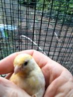 Gele of witte kanaries te koop ., Dieren en Toebehoren, Vogels | Kanaries