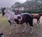 Snelle afhandeling! Draag/fokmerrie/weidemaatje, Dieren en Toebehoren, Merrie, Dressuurpaard, Zadelmak, 7 tot 10 jaar