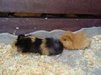 Peruvian cavias, Mannelijk, Cavia