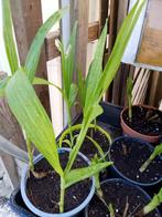 tuinorhidee, Tuin en Terras, Planten | Tuinplanten, Ophalen