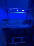 Aquarium marin, réservoir à fragments, récif peu profond, Enlèvement, Comme neuf