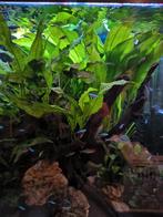 Aquarium met toebehoren te koop, Animaux & Accessoires, Poissons | Aquariums & Accessoires, Enlèvement, Comme neuf, Aquarium d'eau douce rempli