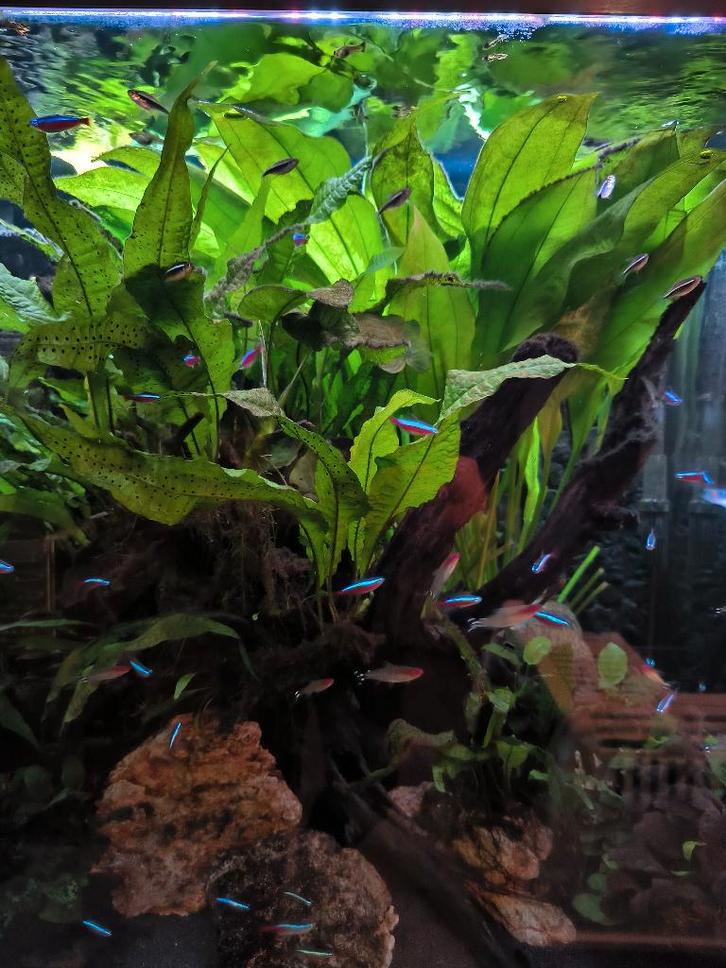 Aquarium met toebehoren te koop, Animaux & Accessoires, Poissons | Aquariums & Accessoires, Comme neuf, Aquarium d'eau douce rempli