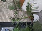 Dwerg palm, Tuin en Terras, Ophalen