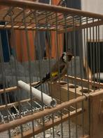 parva, Animaux & Accessoires, Mâle, Oiseau chanteur sauvage, Domestique