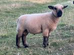 Hampshire down ramlammeren, Dieren en Toebehoren, Schapen, Geiten en Varkens, Mannelijk, Schaap, 0 tot 2 jaar