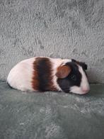 Nederland! Jong zeugje, Dieren en Toebehoren, Cavia, Vrouwelijk, Tam, September