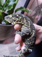 1.1. Mt Koghis Rhacodactylus Leachianus, Overige soorten, 3 tot 6 jaar