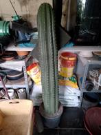 TRICHOCEREUS pasacana, Tuin en Terras, Planten | Tuinplanten, Ophalen of Verzenden