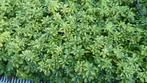 Pachysandra bodembedekker, Tuin en Terras, Ophalen, Vaste plant