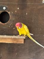 kweekrijpkoppel pruimkoppen , geringd,man met DNA(reserve ), Dieren en Toebehoren, Vogels | Parkieten en Papegaaien, Meerdere dieren