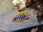 Labidochromis hongi Malawi hobbykweek, Vis, Zoetwatervis