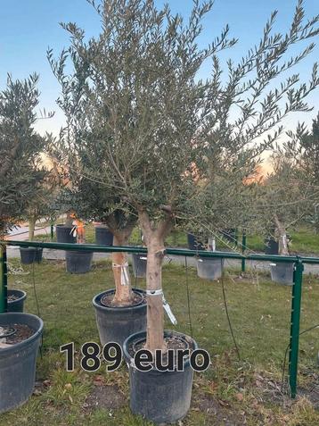 Olijfbomen olea europaea aan stuntprijzen!
