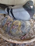 jonge duiven 3de ronde, Pigeon voyageur, Plusieurs animaux