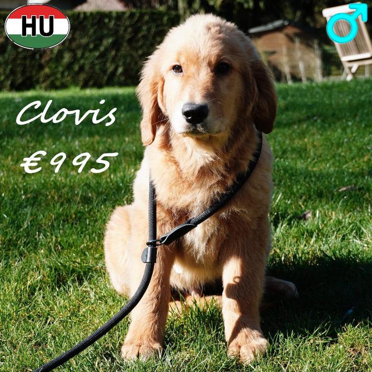 Marius, Clovis en Marcel - lieve Golden retriever pups, Dieren en Toebehoren, Honden | Retrievers, Spaniëls en Waterhonden, Reu