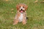 Maltipoo pups te koop, Dieren en Toebehoren, 15 weken tot 1 jaar, Overige rassen, Buitenland, CDV (hondenziekte)