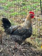 Cream legbar - haan, Dieren en Toebehoren, Mannelijk, Kip