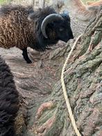 Schaap (3 jaar- wit) en 2 ram-lammen( bruin 2025) - ouesant, Dieren en Toebehoren, Schapen, Geiten en Varkens, Schaap