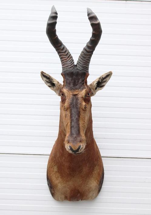 Opgezette kop RED HARTEBEEST antilope, Verzamelen, Dierenverzamelingen, Zo goed als nieuw, Opgezet dier, Wild dier, Ophalen