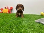 Nestje Dwergteckel pups, België, CDV (hondenziekte), 8 tot 15 weken, Teef